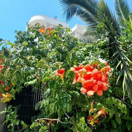 Marjana Apartamento *